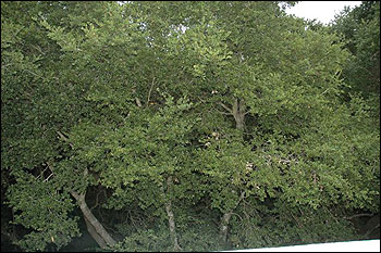 3210-Stockbridge-Green-Belt.jpg